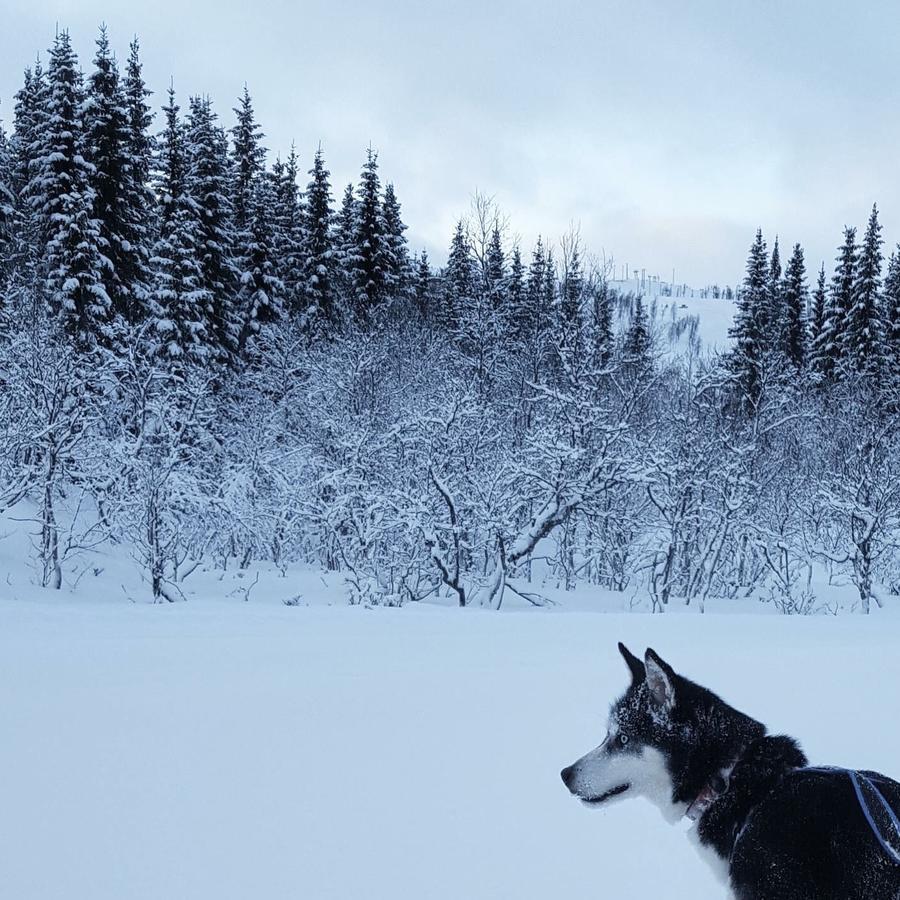 Vestvatn - Arctic Cabins Brekke  Luaran gambar